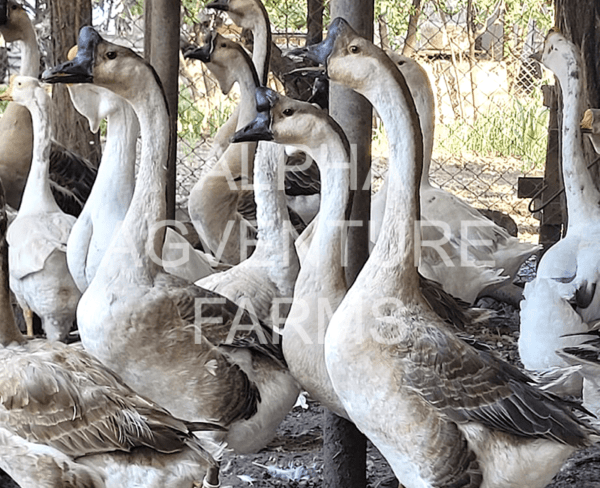 Buy Chinese Geese from Alpha Agventure Farms