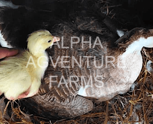 Buy Chinese Geese from Alpha Agventure Farms