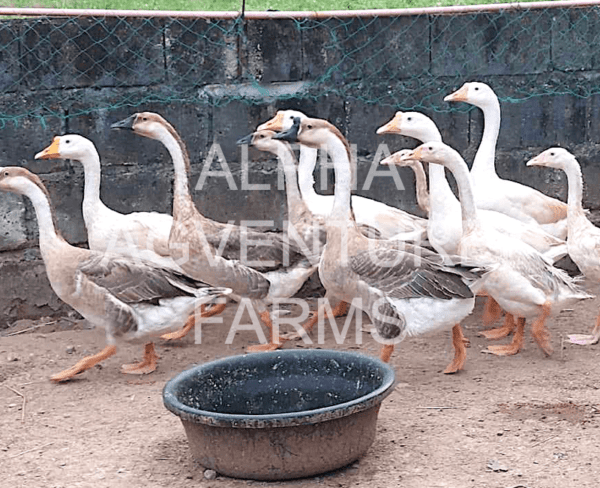 Buy Chinese Geese from Alpha Agventure Farms