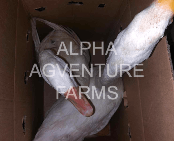 Buy Chinese Geese from Alpha Agventure Farms