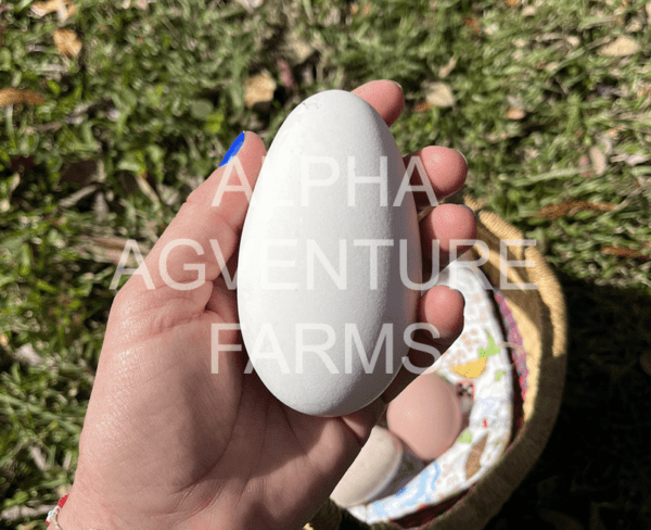 Buy Chinese Geese from Alpha Agventure Farms