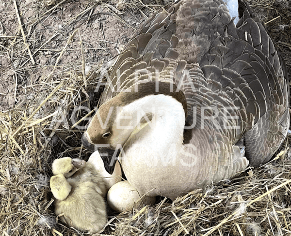 Buy Chinese Geese from Alpha Agventure Farms