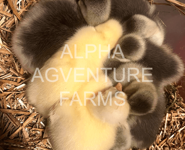 Buy Chinese Geese from Alpha Agventure Farms