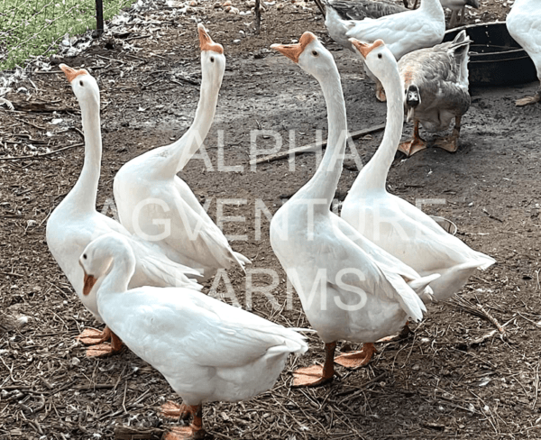 Buy Chinese Geese from Alpha Agventure Farms