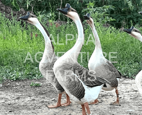 Buy Chinese Geese from Alpha Agventure Farms