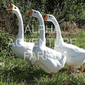 Buy Chinese Geese from Alpha Agventure Farms