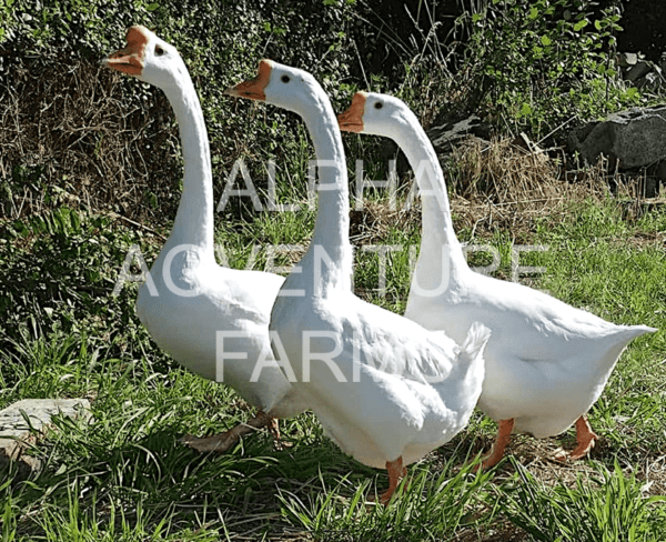 Buy Chinese Geese from Alpha Agventure Farms