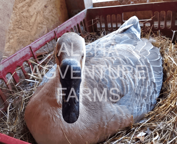 Buy Chinese Geese from Alpha Agventure Farms