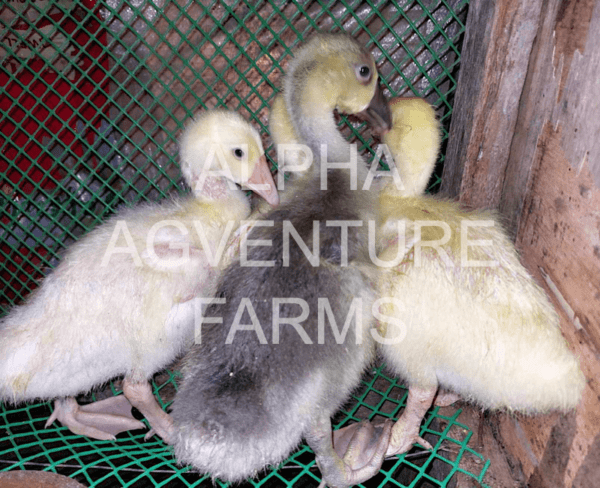 Buy Chinese Geese from Alpha Agventure Farms