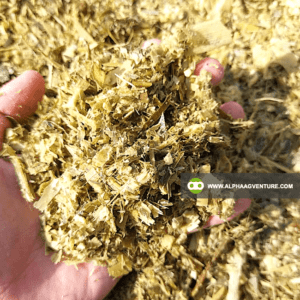 Buy Corn Silage for Sale from Alpha Agventure Farms