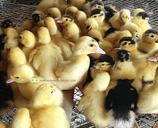 Buy Day-Old Muscovy Ducks for Sale from Alpha Agventure Farms