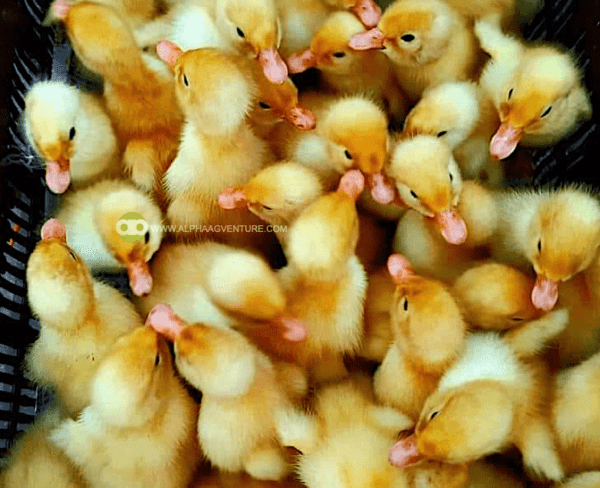 Buy Day-Old Pekin Ducks for Sale from Alpha Agventure Farms