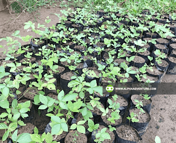 Buy Flemingia Seeds and Seedlings for Sale from Alpha Agventure Farms