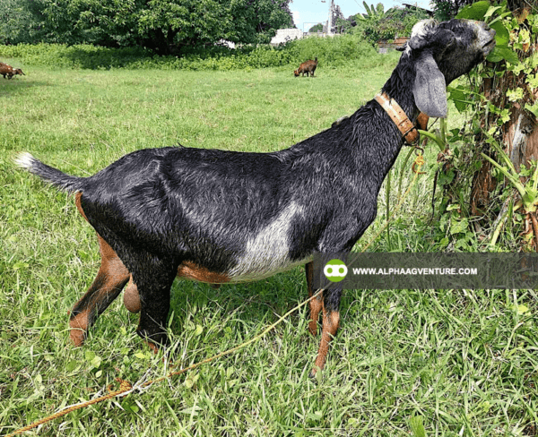 Goat Stud Service of Alpha Agventure Farms