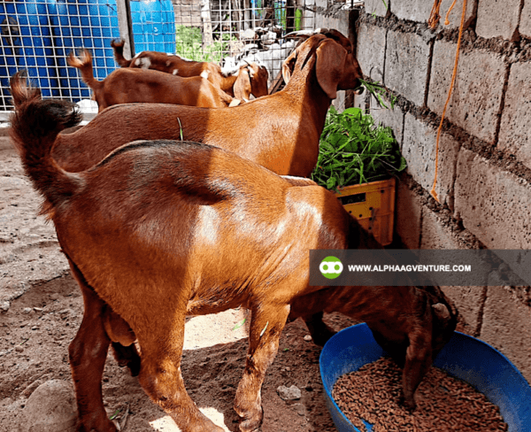 Goat Stud Service of Alpha Agventure Farms