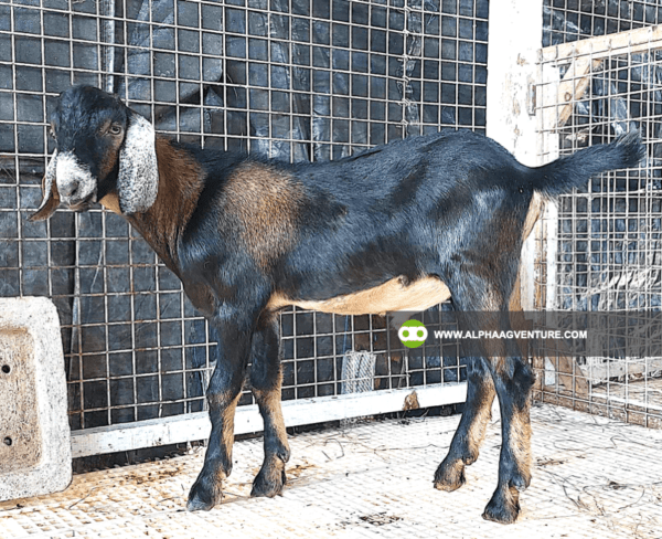 Goat Stud Service of Alpha Agventure Farms