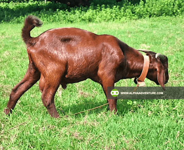 Goat Stud Service of Alpha Agventure Farms