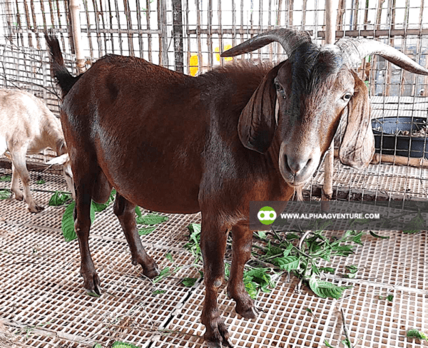 Goat Stud Service of Alpha Agventure Farms