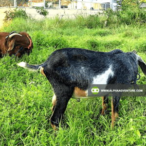 Goat Stud Service of Alpha Agventure Farms