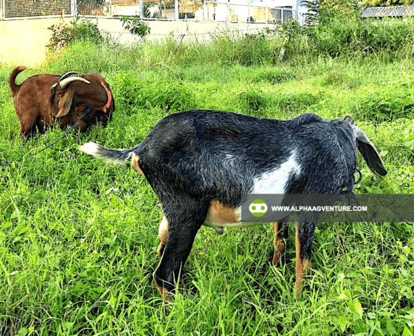 Goat Stud Service of Alpha Agventure Farms