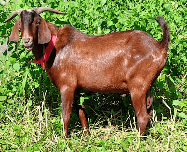 Goat Stud Service of Alpha Agventure Farms