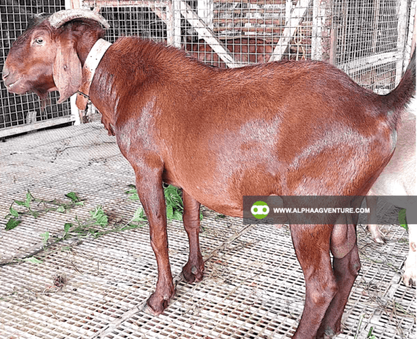 Goat Stud Service of Alpha Agventure Farms