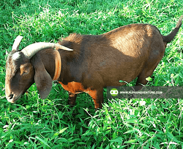 Goat Stud Service of Alpha Agventure Farms