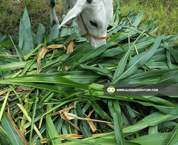 Buy Guatemala Grass Cuttings and Seedlings for Sale from Alpha Agventure Farms