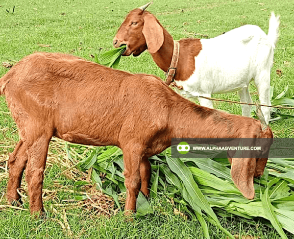 Buy Guatemala Grass Cuttings and Seedlings for Sale from Alpha Agventure Farms