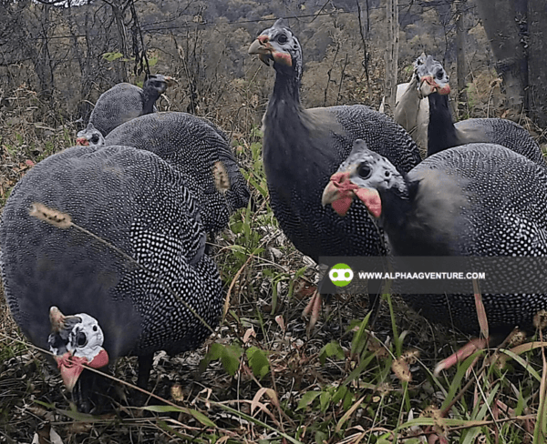 Buy Guinea Fowl for Sale from Alpha Agventure Farms