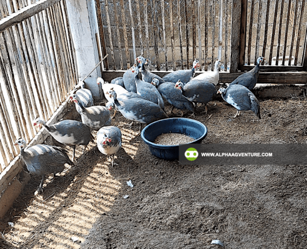 Buy Guinea Fowl for Sale from Alpha Agventure Farms