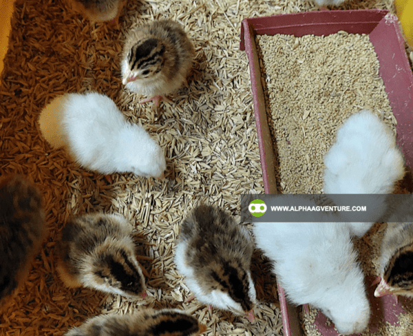 Buy Guinea Fowl for Sale from Alpha Agventure Farms