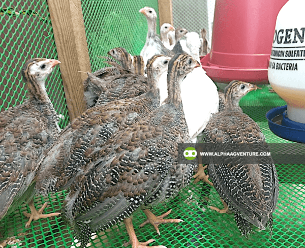 Buy Guinea Fowl for Sale from Alpha Agventure Farms