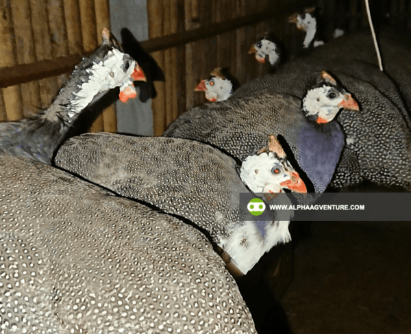 Buy Guinea Fowl for Sale from Alpha Agventure Farms