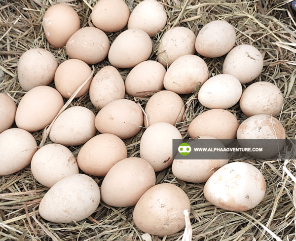 Buy Guinea Fowl Eggs for Sale from Alpha Agventure Farms