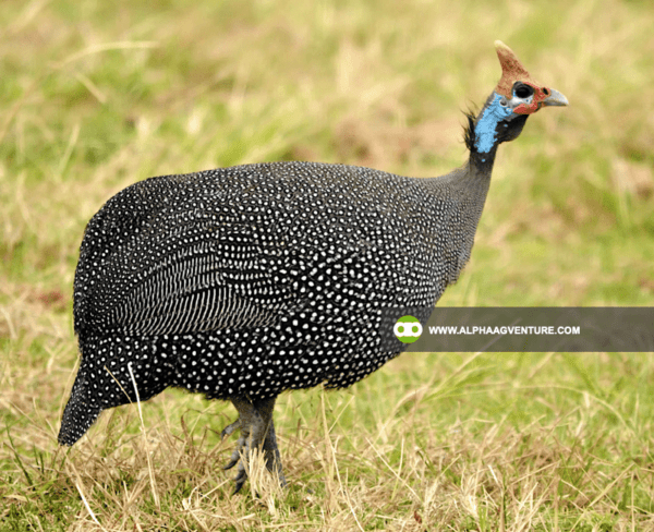 Buy Guinea Fowl for Sale from Alpha Agventure Farms