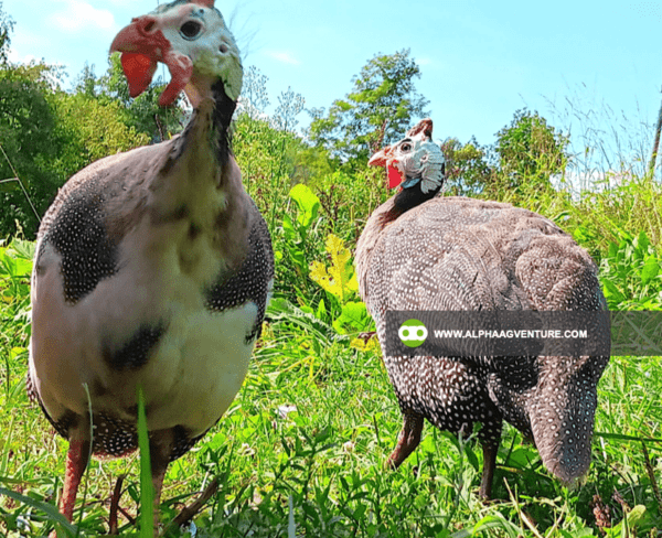 Buy Guinea Fowl for Sale from Alpha Agventure Farms