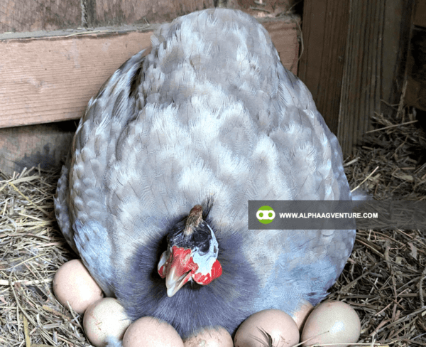 Buy Guinea Fowl for Sale from Alpha Agventure Farms