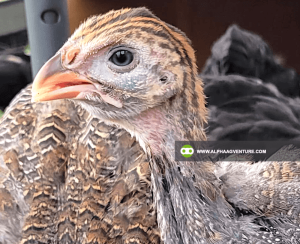 Buy Guinea Fowl for Sale from Alpha Agventure Farms