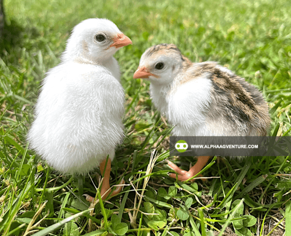 Buy Guinea Fowl for Sale from Alpha Agventure Farms