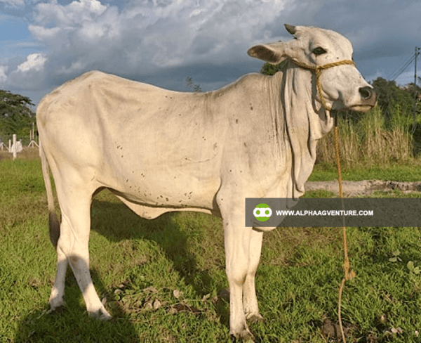 Buy Hybrid Cattle for Sale from Alpha Agventure Farms