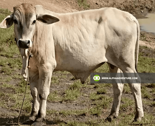 Buy Hybrid Cattle for Sale from Alpha Agventure Farms