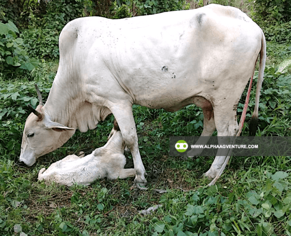 Buy Hybrid Cattle for Sale from Alpha Agventure Farms