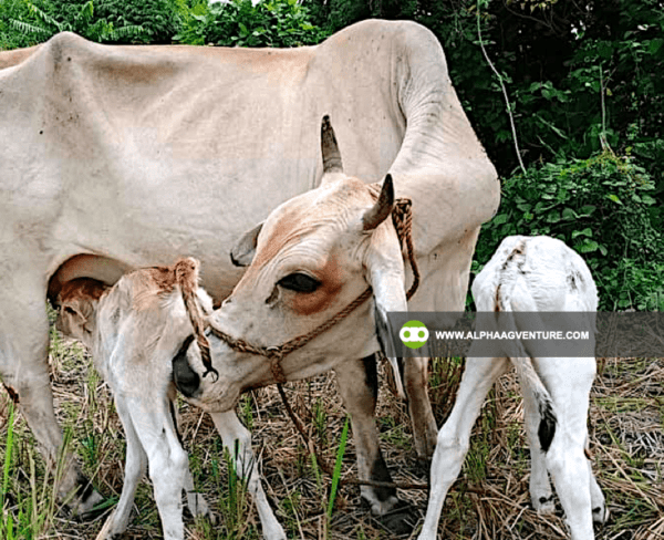 Buy Hybrid Cattle for Sale from Alpha Agventure Farms