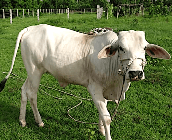 Buy Hybrid Cattle for Sale from Alpha Agventure Farms