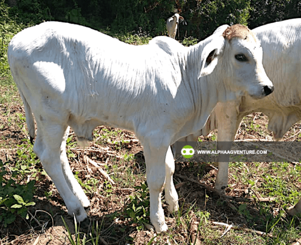 Buy Hybrid Cattle for Sale from Alpha Agventure Farms