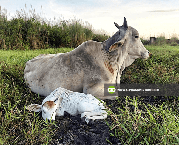 Buy Hybrid Cattle for Sale from Alpha Agventure Farms