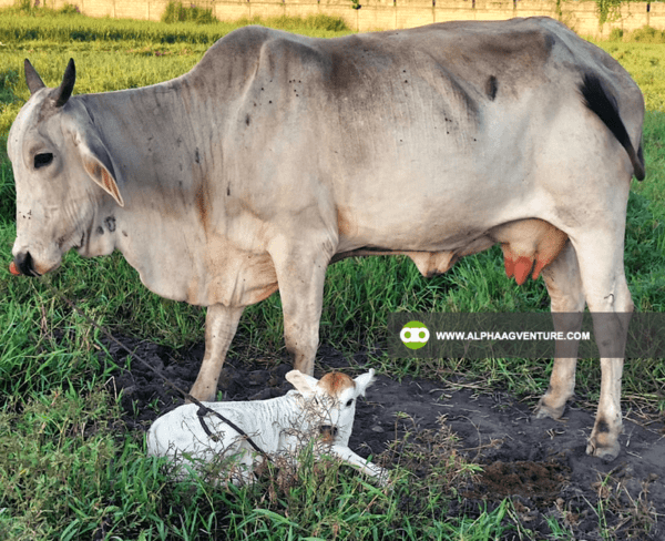 Buy Hybrid Cattle for Sale from Alpha Agventure Farms