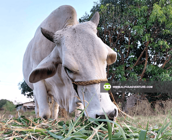 Buy Hybrid Cattle for Sale from Alpha Agventure Farms