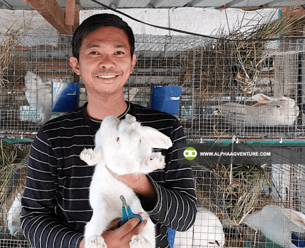 Buy Hybrid Rabbit for Sale from Alpha Agventure Farms